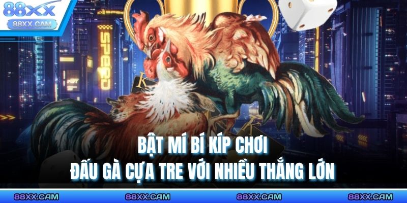 Bật mí bí kíp chơi đấu gà cựa tre với nhiều thắng lớn