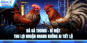 đá gà thomo